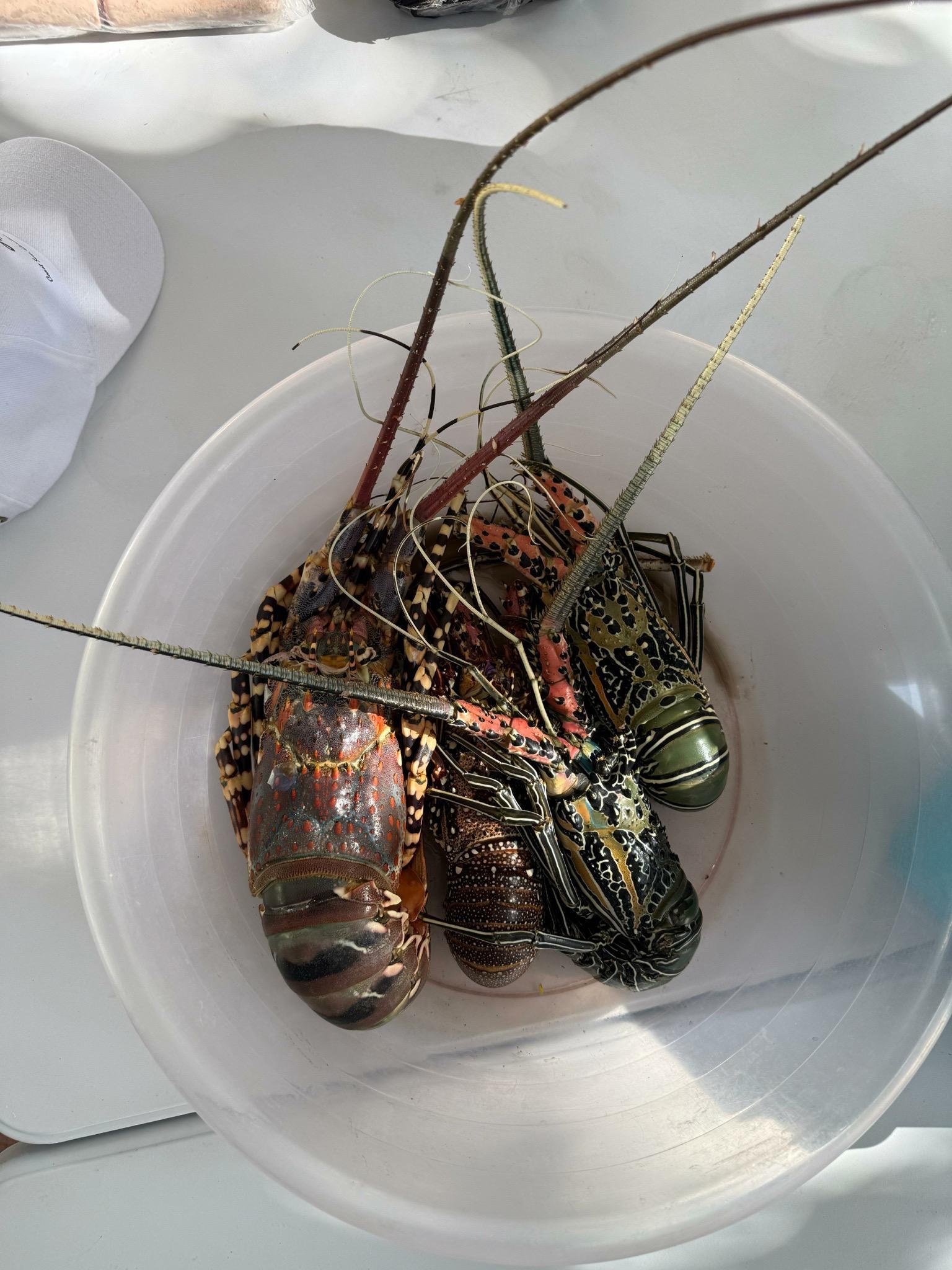 Live lobsters ready for a barbecue at Coast Sun Gardens