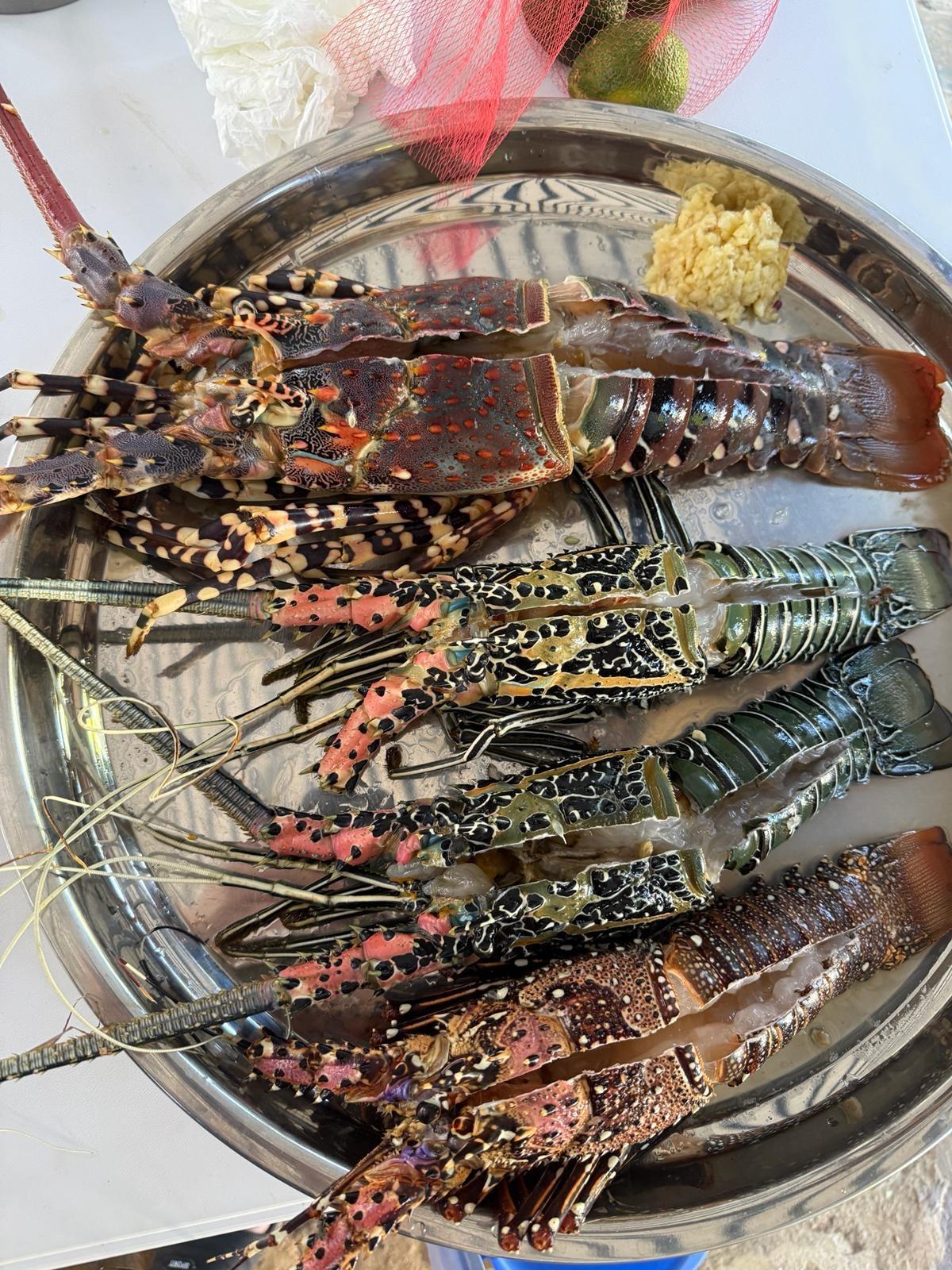 Fresh lobsters prepared for a barbecue at Coast Sun Gardens
