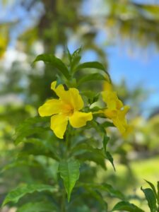 Yellow tropical flower in the garden at Coast Sun Gardens