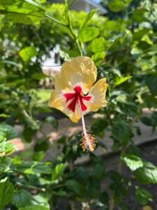 Pink and cream hibiscus flower at Coast Sun Gardens