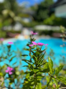 Purple flowers beside the swimming pool at Coast Sun Gardens