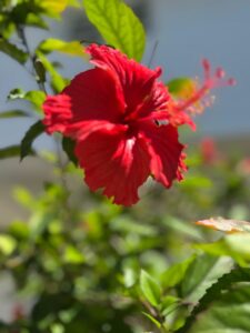 Red hibiscus flower in the Coast Sun Gardens tropical garden