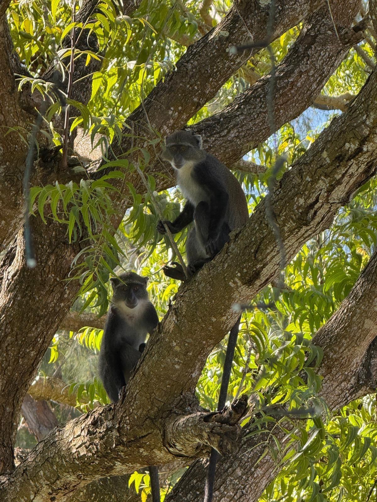 Two monkeys in a tree at Coast Sun Gardens