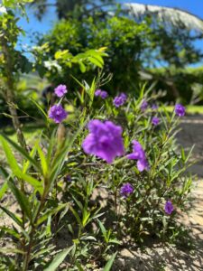 Purple flowers in the tropical garden at Coast Sun Gardens