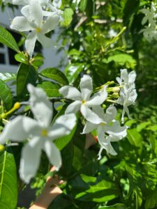 White jasmine flowers in the tropical garden at Coast Sun Gardens