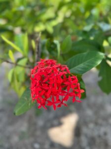 Red ixora flower in the tropical garden at Coast Sun Gardens