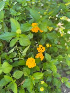 Orange lantana flowers in the tropical garden at Coast Sun Gardens